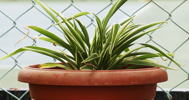 8 Houseplants to Help You Fight Condensation and Mold