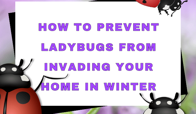How to Prevent Ladybugs from Invading Your Home in Winter